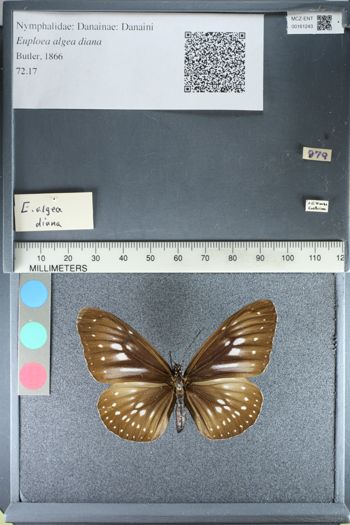 Media type: image;   Entomology 161243